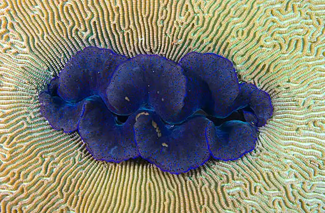 Boring Clam (Tridacna crocea) growing in Porites coral.
