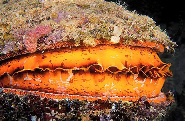 Variable Thorny Oyster (Spondylus varius)