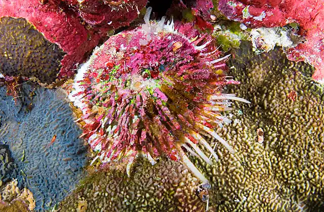 Cat's Tongue Thorny Oyster (Spondylus linguafelis)