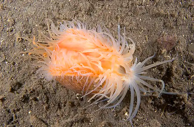 File Shell (Limatula strangei)