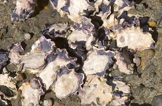 Sydney Rock Oyster (Saccostrea glomerata)