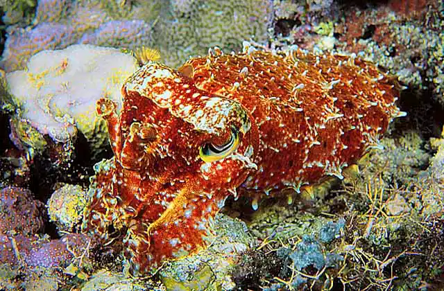 Broadclub Cuttlefish (Sepia latimanus)