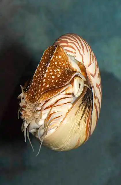 Emperor Nautilus (Nautilus pompilius) or Chambered Nautilus.