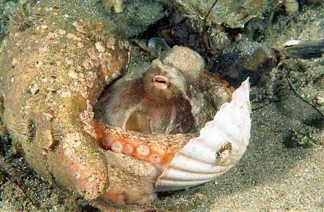 Gloomy Octopus (Octopus tetricus) in shell home.