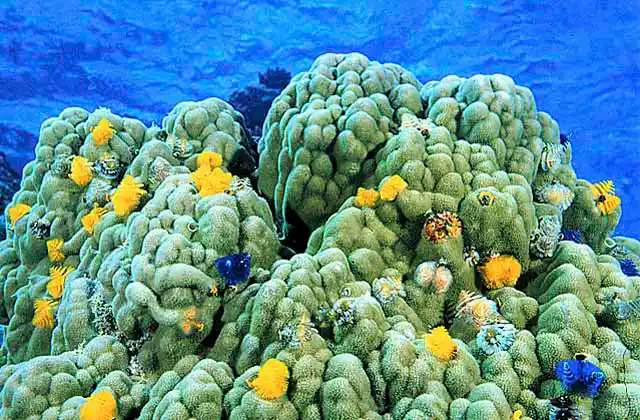 Spiral Worms (Spirobranchus giganteus) on Porites Coral (Porites solida)