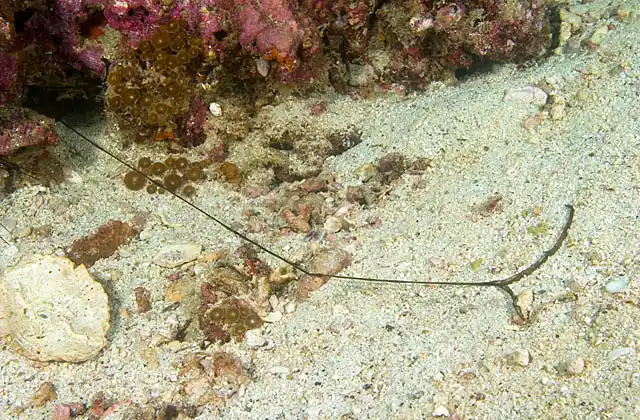 Green Spoon Worm (Metabonellia haswelli) with extended feeding mechanism.