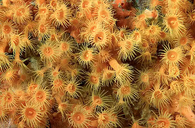 Yellow Zoanthid colony feeding.