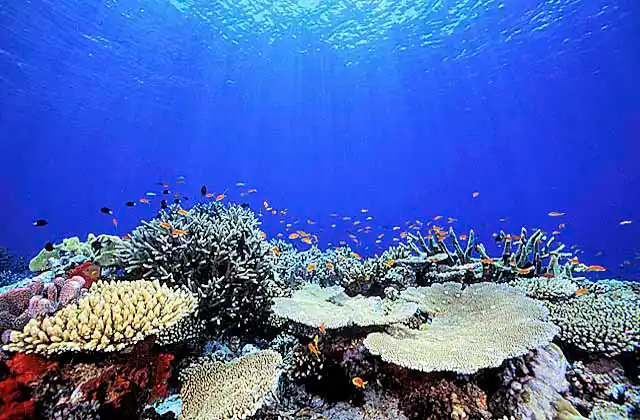 Acropora Corals (Acroporidae) on reef top with other hard corals, Scalefin Anthias (Pseudanthias squamipinnis) and sun beams.