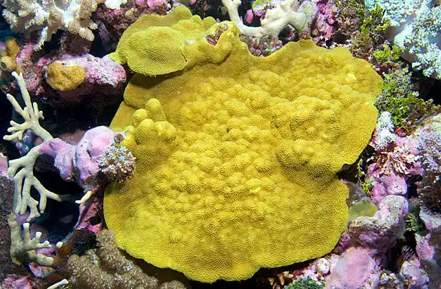 Oxypora Coral (Oxypora sp.) growing as encrusting plate on reef face.