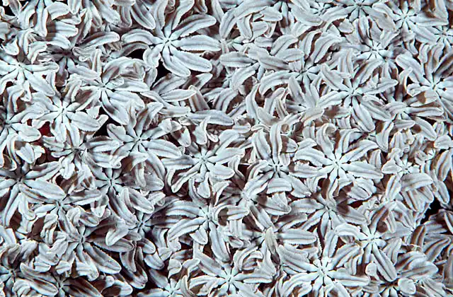 Octocoral polyps (Xeniidae sp.)