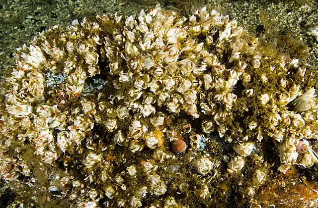 Thatched Acorn Barnacle (Semibalanus cariosus)