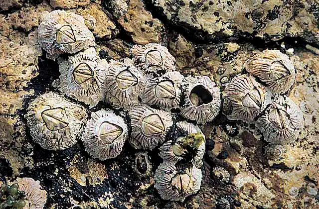 Thatched Acorn Barnacle (Semibalanus cariosus)