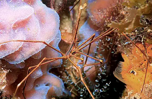 Arrow Crab (Stenorhynchus seticornis)