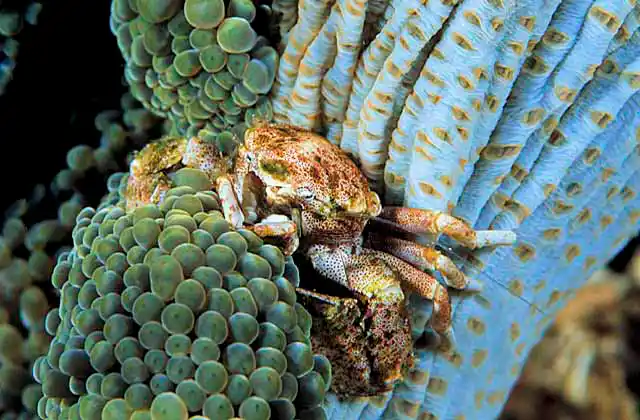 Spotted Porcelain Crab (Neopetrolsthes maculata)  