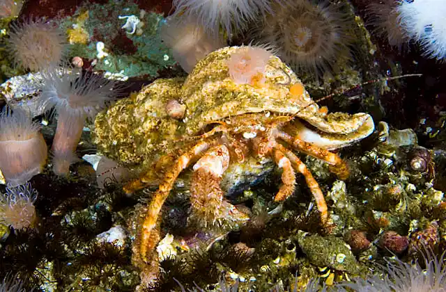 Hairy Hermit Crab (Pagurus hirsuitusculus)