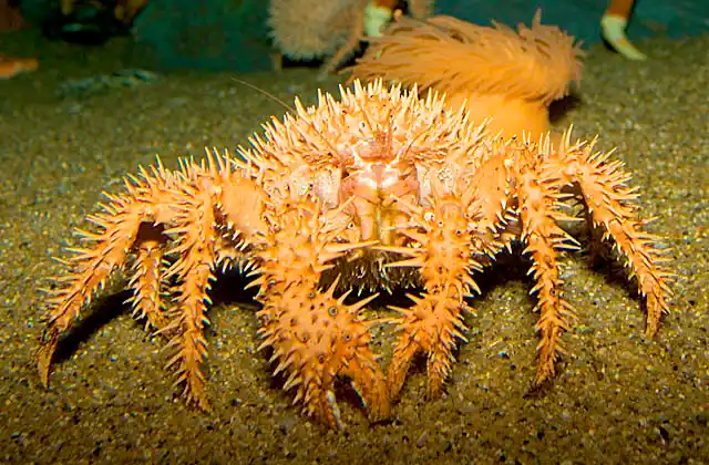 Porcupine Crab (Paralomis histrix)