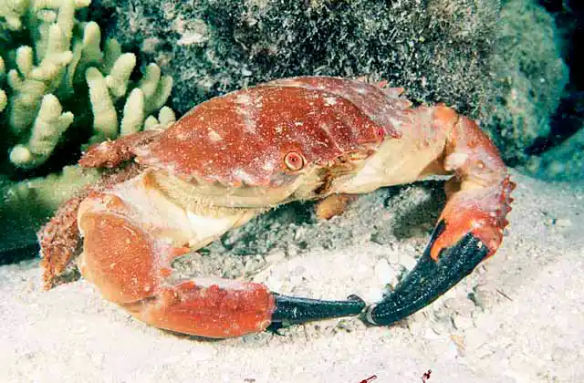 Black-fingered Reef Crab (Etsius bifrontalis)