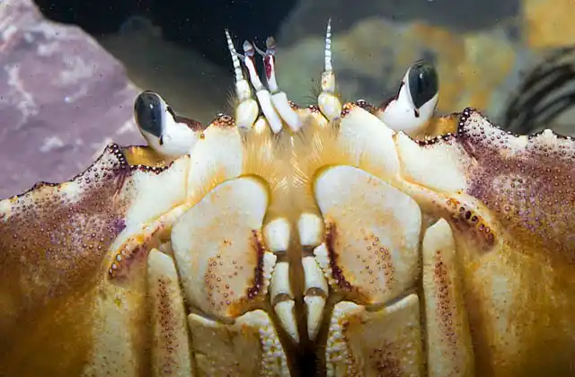 Dungeness Crab (Cancer magester) Detail of mouth plates and face.