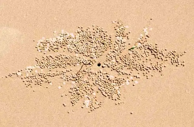 Sand castings from Ghost Crab (Ocypode ceratophthalma)