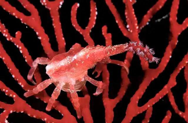 Gorgonian Crab (Xenocarcinus conicus) with gorgonian polyps attatched to snout.