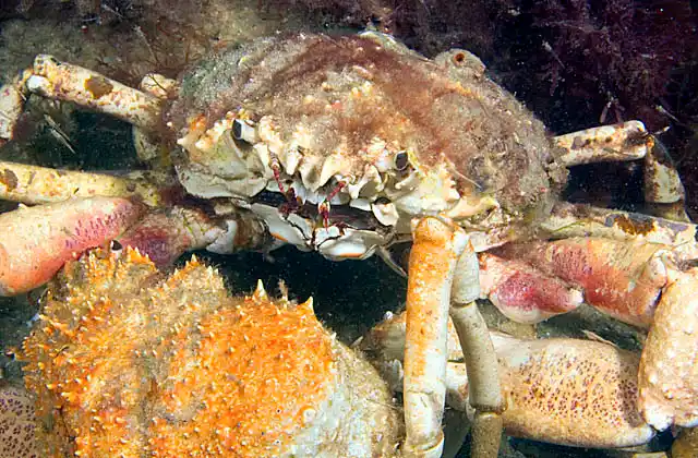 Spider Crabs (Leptomithrax gaimardii) Male holding female during mating session.