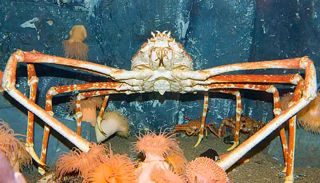 Giant Spider Crab (Macrocheira kaempferi) Large adult.