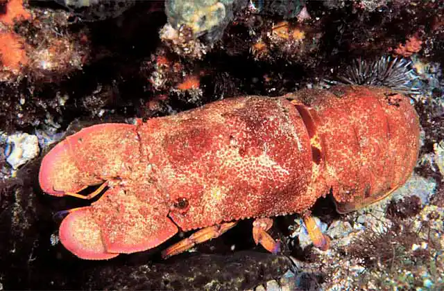 Blunt Slipper Lobster (Scyllarides squammosus)