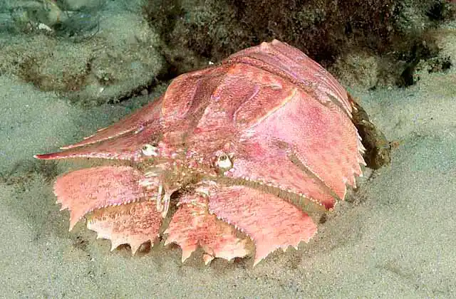 Butterfly Slipper Lobster (Ibacus peronii) Commercial species.