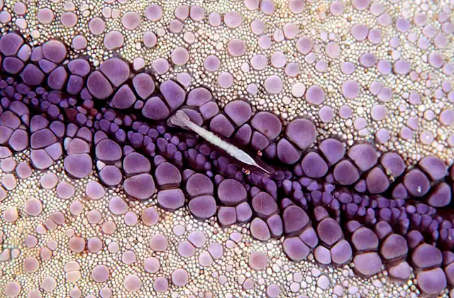 Starfish Shrimp (Periclimes soror) on Balloon Sea Star (Culcita novaguineae)