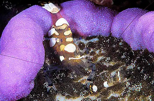 Commensal Shrimp (Periclimenes brevicarpalis) on Adhesive Sea Anemone (Cryptodendrum adhaesivum)
