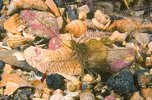 Rock Pool Shrimp (Palaemon serenus)