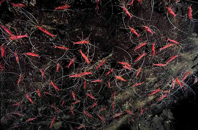 Red Prawns (Parhippolyte uveae) Rare. Found only in anchialine habitats in Vatulele, Vanua Levu and 1 Philippine Island.