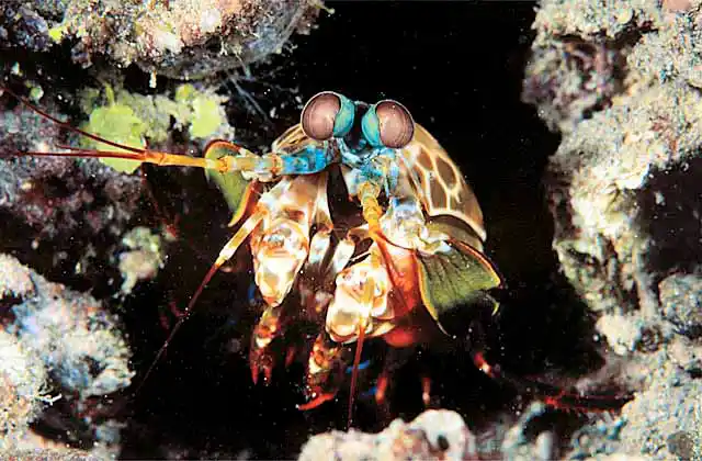 Mantis Shrimp (Odontodactylus scyllarus) Powerful front claws can shatter glass.