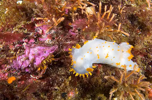 Clown Dorid Nudibranch (Triopha catalinae) with Widehand Hermit Crab (Elassochirus tenuimanus)