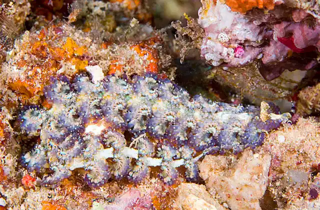 Elegant Nudibranch (Montereina concinna )