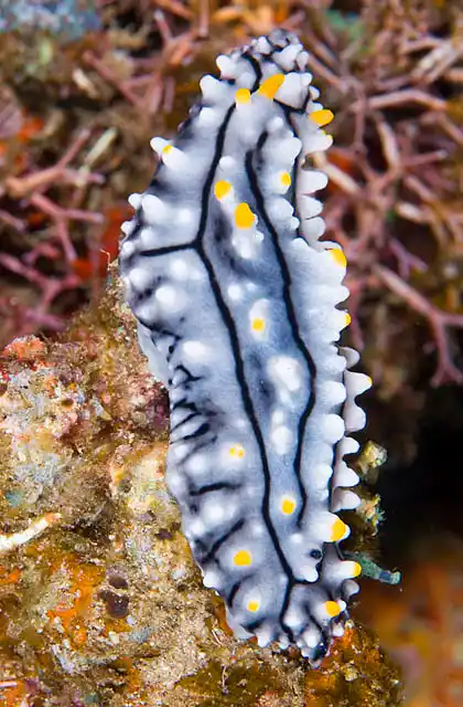 Lined Nudibranch (Phyllidia varicosa)
