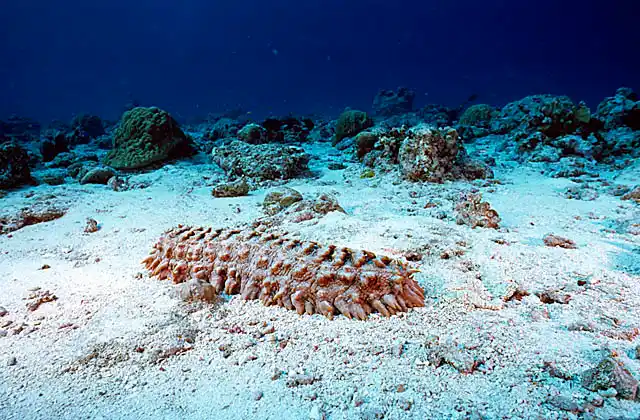 Red Holothurian or Prickly Red Fish (Thelenota ananas) foraging on coral sand. Commercial species.