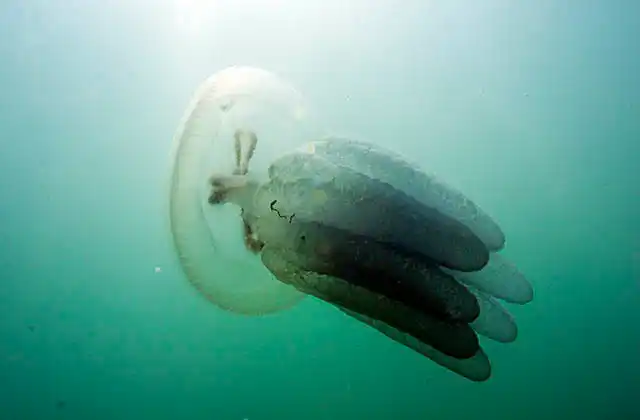 Mosaic Sea Jelly (Catostylus mosaicus)