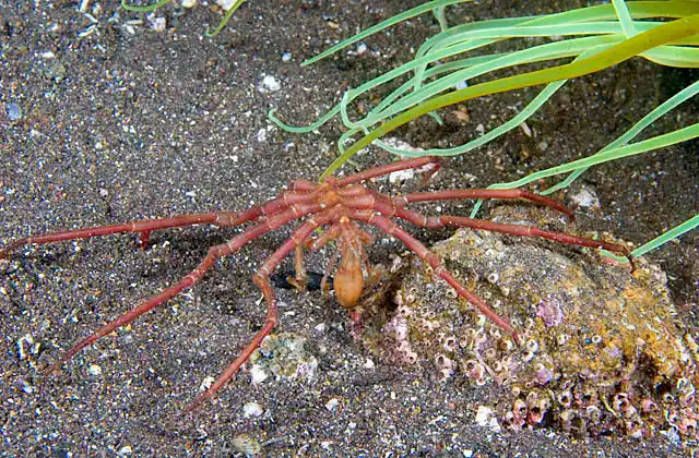 Giant Sea Spider (Nymphon sp.) Deepwater sea spider species from 300 to 400 meters.