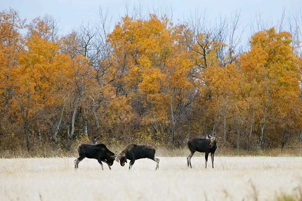 Moose (Alces alces) Males fighting during rut or mating season.