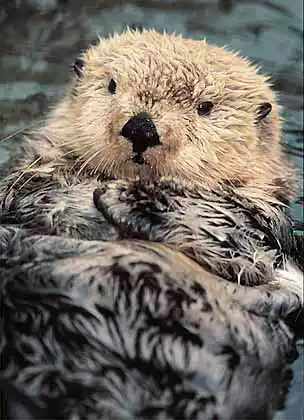 Sea Otter (Enhydra lutris) Endangered species.