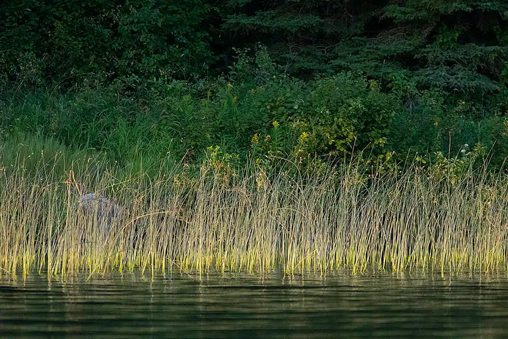 Three-Square Bulrush (Scirpus pungens) on lake shore.