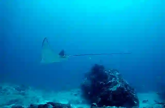 White-spotted Eagle Ray (Aetobatus narinari)