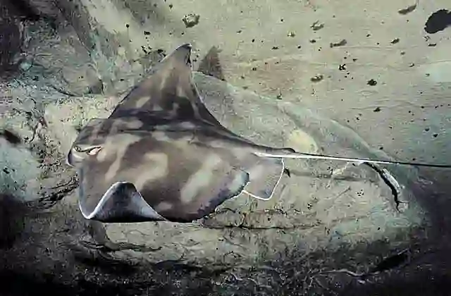 Southern Eagle Ray (Myliobatis australis)
