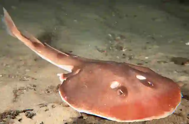 Trapezoid Torpedo Ray (Torpedo tokionis) Juvenile of a deep water species of electric ray capable of delivering a powerful electric shock.