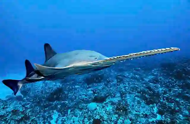 Largetooth Sawfish (Pristis Pristis)