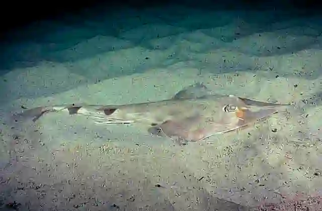 Eastern Shovelnose Ray (Aptychotrema rostrata)