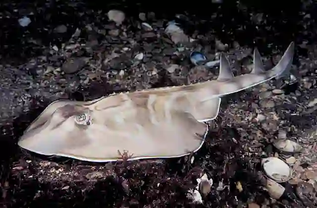 Southern Fiddler Ray (Trygonorrhina dumerilii)