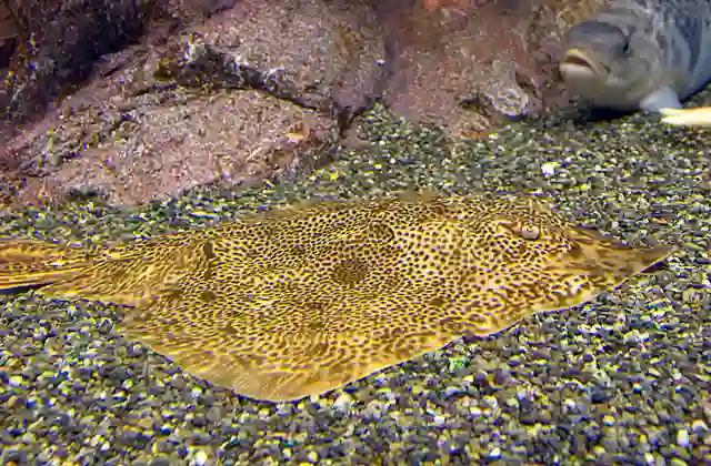 Ocellate Spot Skate (Okamejei kenojei)