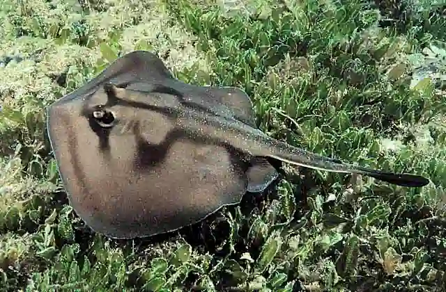 Banded Stingaree (Trygonoptera sp.) Barbed spine inflicts painful sting.